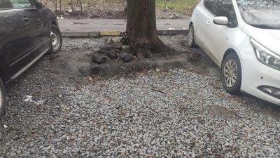 У Львові водії паркуються між деревами