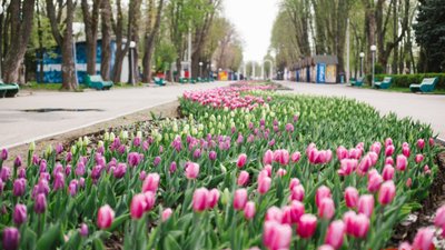 У Новому Роздолі оголосили тендер на реконструкцію парку за 44,9 млн грн