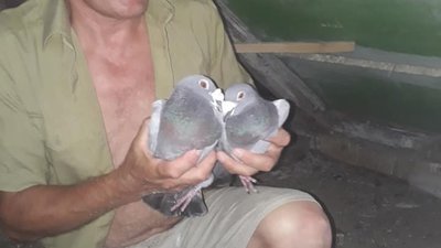 На Львівщині відбудеться виставка голубів (ФОТО, ВІДЕО)