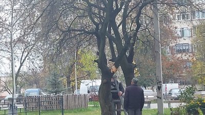 У Львові зрізали здорове дерево (ФОТО)