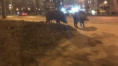 У Львові помітили диких тварин (ФОТО, ВІДЕО)