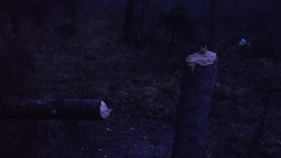 У Трускавці невідомі поблизу санаторію зрізали три величезні ялиці (ФОТО)