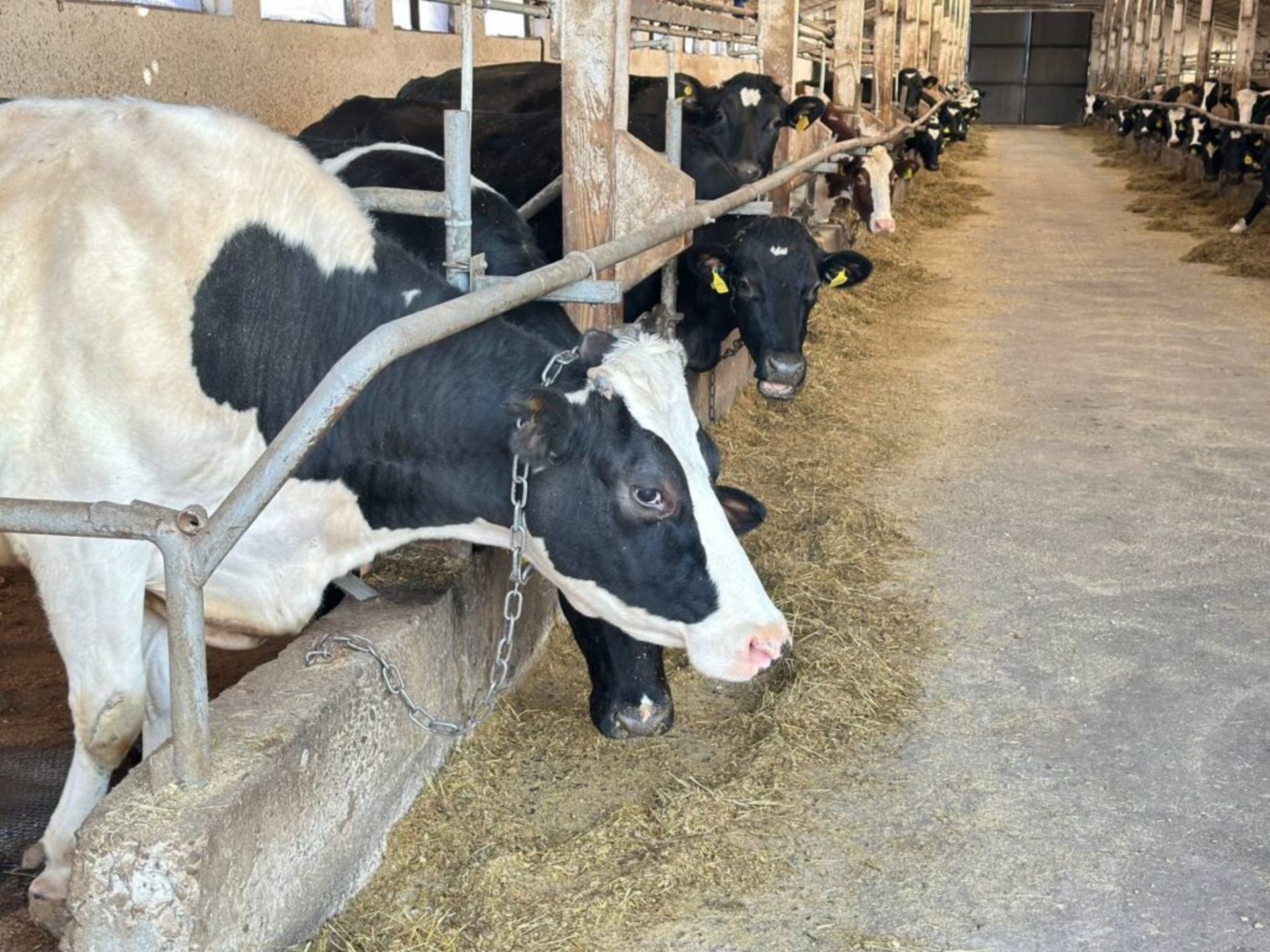 Як на Львівщині розвиваються фермерські господарства, фото Четверта студія