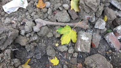 У Львові на місці будівництва пологового будинку викопали людські останки (ФОТО)