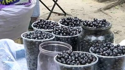 На ринках Дрогобича і Трускавця правлять космічні ціни за земні ягоди