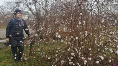 На Львівщині у грудні почали рости гриби і цвісти кущі калини (ФОТОФАКТ)