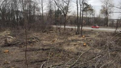 На Львівщині судитимуть майстра лісу, підозрюваного в розтраті та службовому підробленні