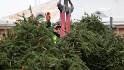 Головну ялинку Львова розберуть наступного тижня