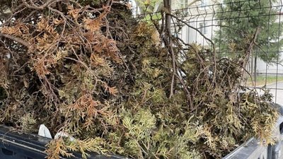 У Львові просять не викидати гілля у сміття