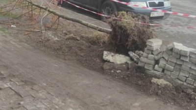 У Львові викопали дерево