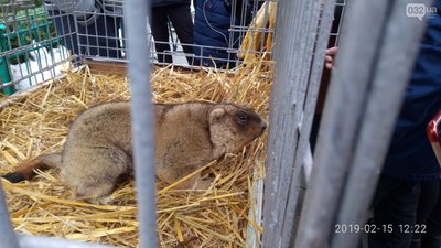 Львівська бабачиха Маруся навіщувала прихід ранньої весни (ФОТО)