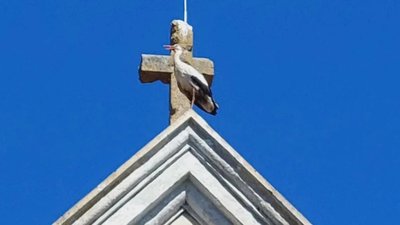 На Львівщині лелеки полюбили дах монастиря (ФОТО)