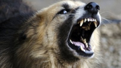 У Львові на жінку напали собаки