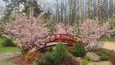У Києві у парку Перемоги зачаровує квітучий міст (ФОТО)