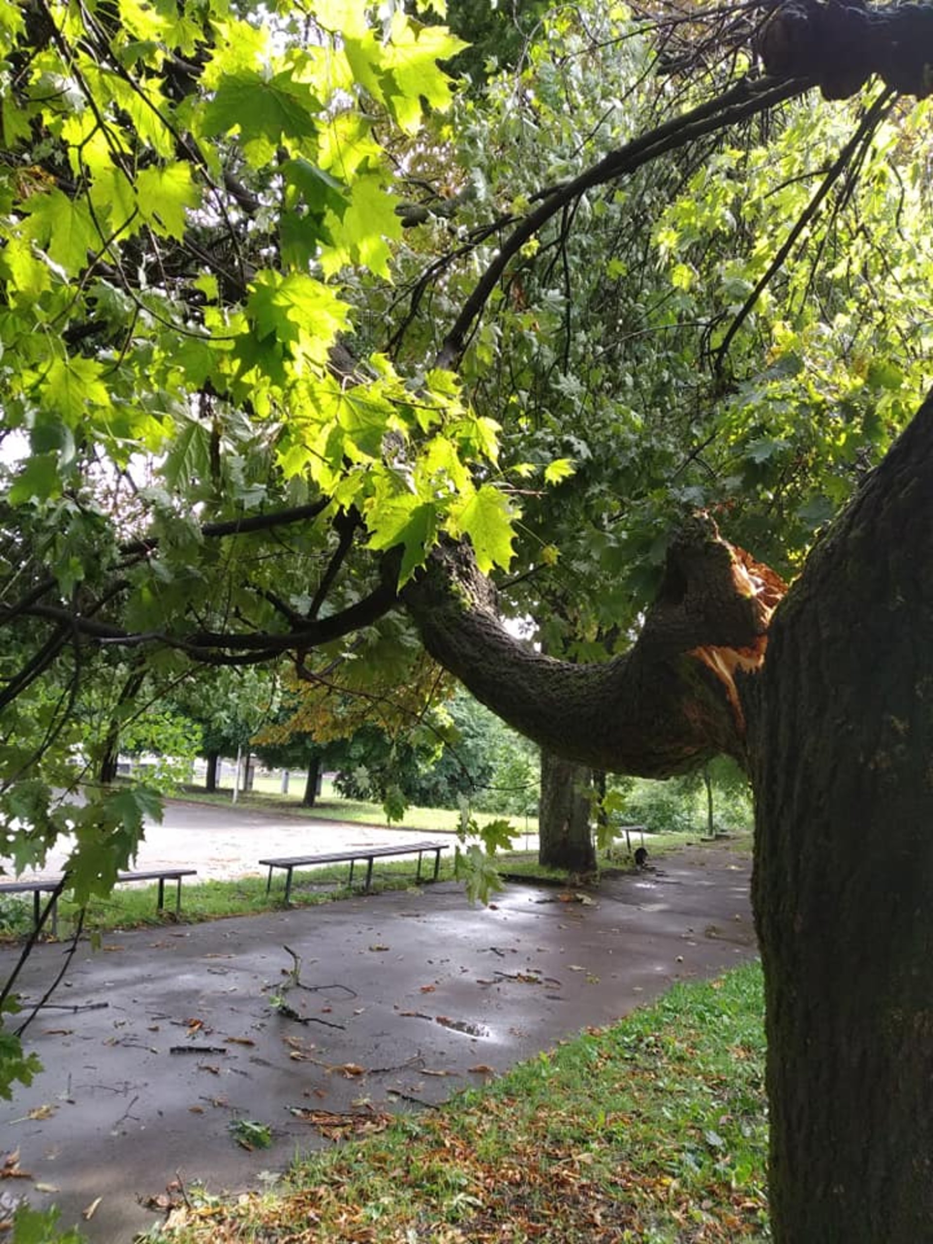 У Львові у парку культури впали дерева, фото із Фб-сторінки парку