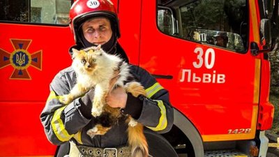 У Львові під час пожежі врятували двох котів