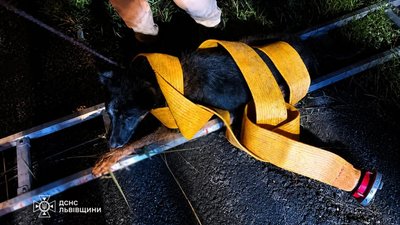 На Львівщині із пастки врятували собаку (ФОТО)