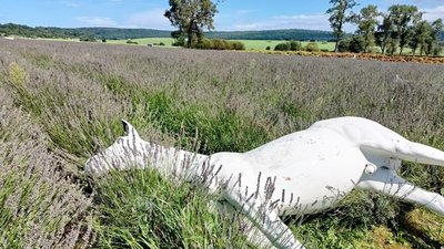 На Львівщині від негоди постраждали лавандові поля