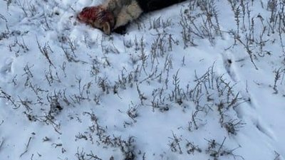 На Одещині жінка вбила собаку (ФОТО)