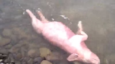 У річці на Львівщині виявили туші поросят  (ВІДЕО)
