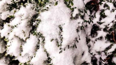 У Львові падає сніг