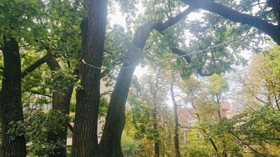 У Львові збережуть 280-річний дуб (ВІДЕО)