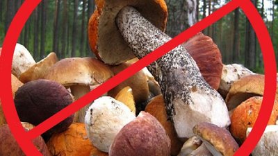 На Львівщині від отруєння грибами за останні три роки померло шестеро людей