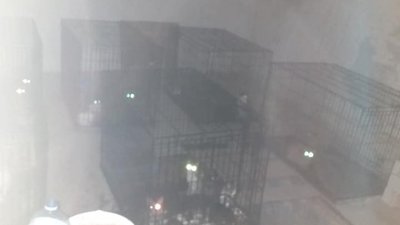 На Львівщині виявили повний гараж котів у клітках  (ВІДЕО, ФОТО)