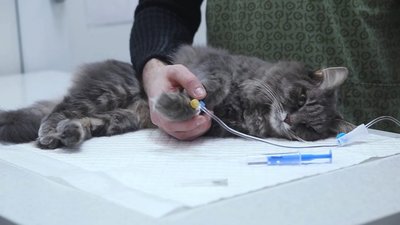 Юнакам, які намагались вбити кота, загрожує до 3 років обмеження волі