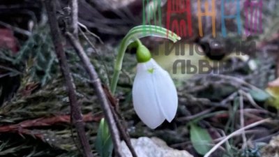 На Львівщині розквітли підсніжники