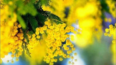 8 березня відзначається Міжнародний жіночий день