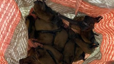У Львові десятки кажанів проривались у квартиру