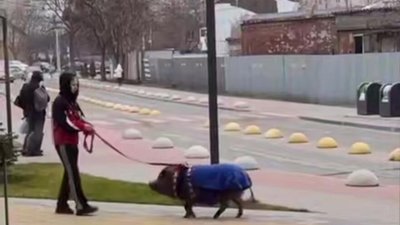 У Львові чоловік прогулювався із свинкою