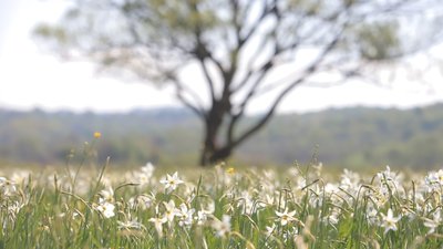 На Закарпатті розквітла Долина нарцисів, яку двічі нищили палії (ФОТО)