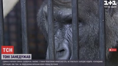 В зоопарку Києва захворіла занаменита горила Тоні