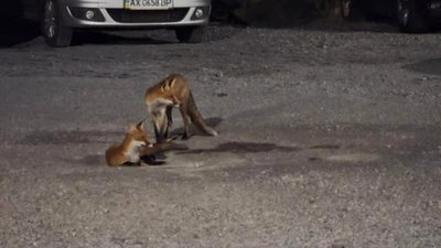 У Львові лисиці полюють на домашніх улюбленців