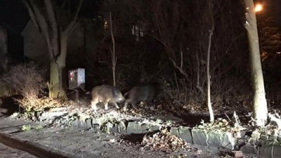 З львівського парку дикі кабани почали виходити в житловий район (ВІДЕО)