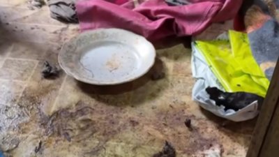 В елітному селищі біля Львова п’ятеро котів жили два місяці зачинені з мертвою господинею