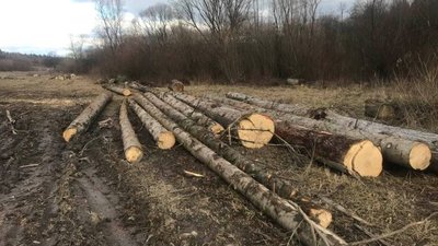 На Львівщині продовжується варварська вирубка прикарпатських лісів (ФОТО)