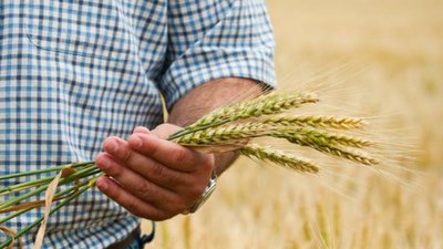 Аграрії Львівщини завершують посівну кампанію