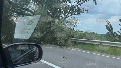 На Львівщині дерево впало на дорогу
