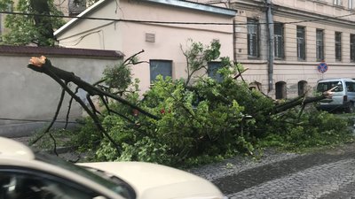У центрі Львова дерево впало на автомобіль (ВІДЕО)