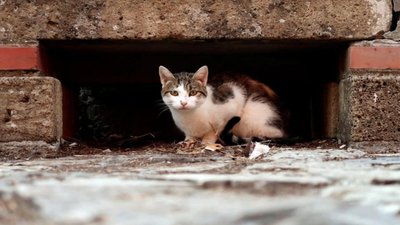 У Львові відбудеться благодійний аукціон для порятунку тварин-безхатьків
