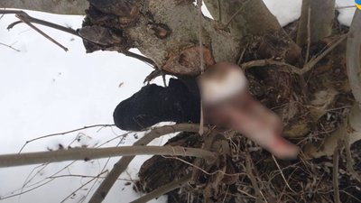 На Львівщині собака приніс у село людську ногу (ВІДЕО)