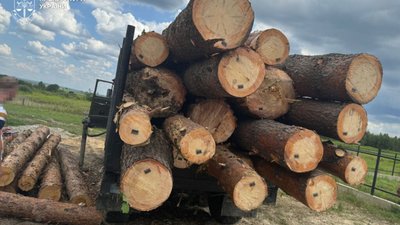 На Львівщині на 9 мільйонів вирубали дерев