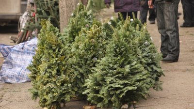 Де законно можна купити ялинку у Львові? АДРЕСИ