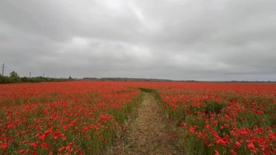На Львівщині цвіте мак (ВІДЕО)