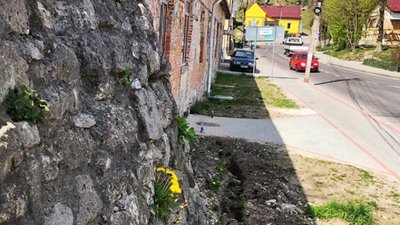 На стінах давньої броварні у Винниках розцвіли квіти (ФОТО)