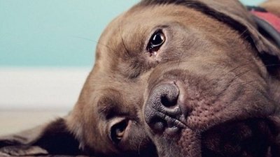 На вулицях Червонограда чоловік автомобілем «полює» на собак