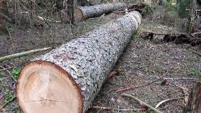 На Львівщині постраждали двоє лісників